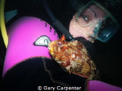 A very friendly Tompot blenny (Parablennius gattorugine) ... by Gary Carpenter 